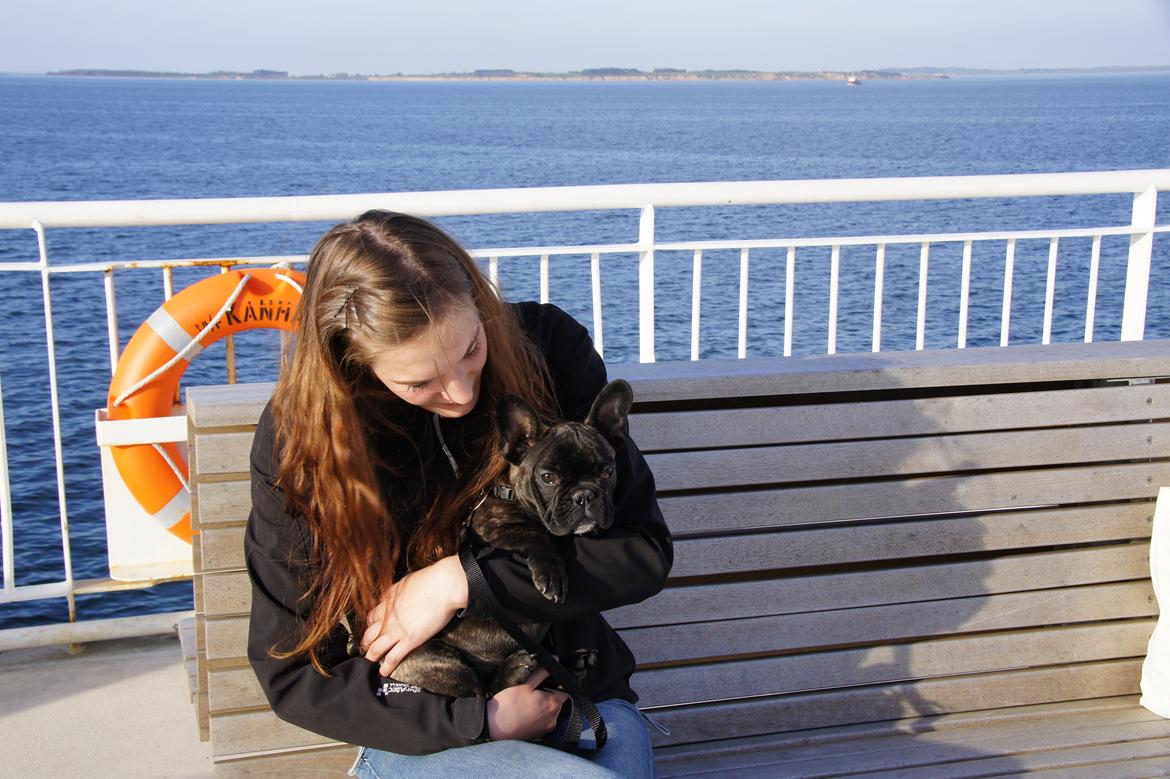 Fransk bulldog Wiufgaard´s Cléo billede 15