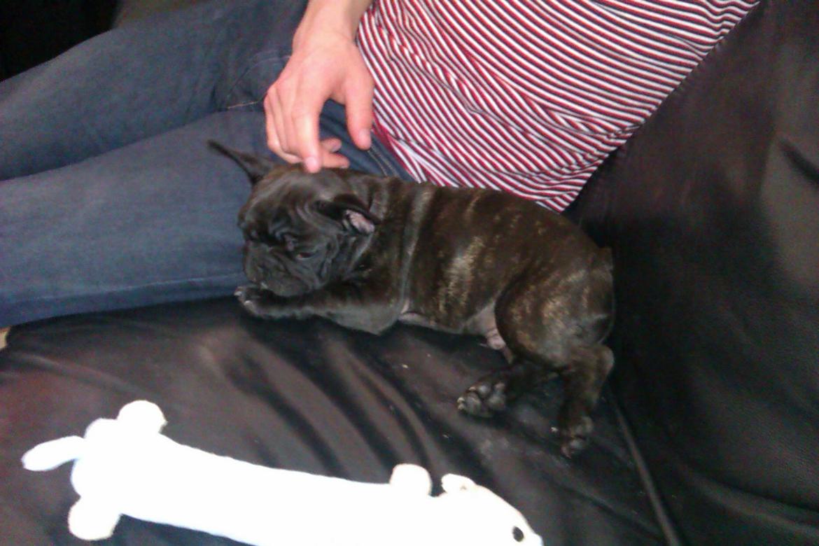 Fransk bulldog Alfonce billede 9