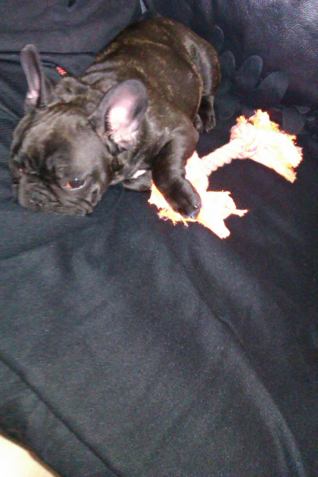 Fransk bulldog Alfonce billede 10