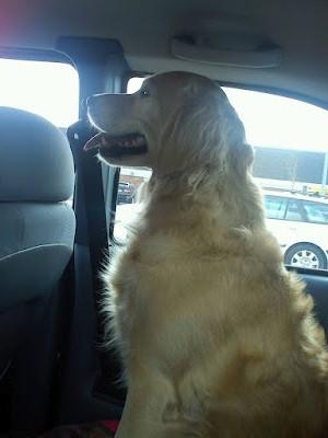 Golden retriever Niclanoma's Krongaard Tikka - Solgt :'( - 14) Sidder i bilen. billede 14