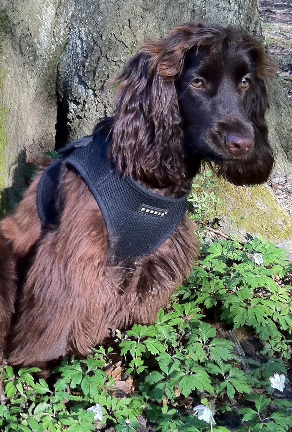 Cocker spaniel Lulu billede 3