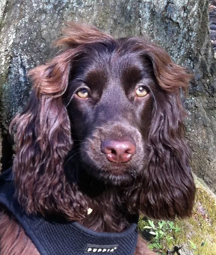 Cocker spaniel Lulu billede 4