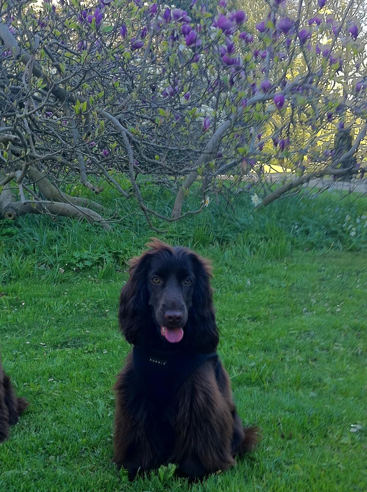 Cocker spaniel Lulu billede 5