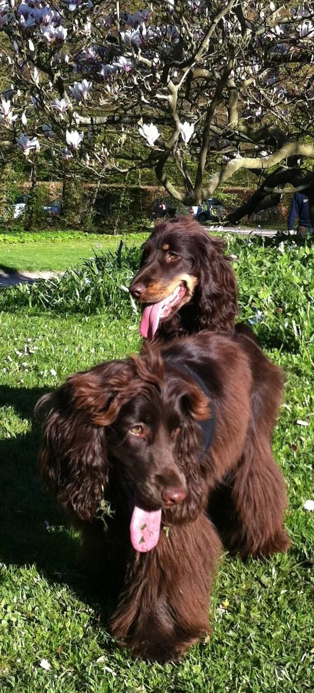 Cocker spaniel Lulu billede 2