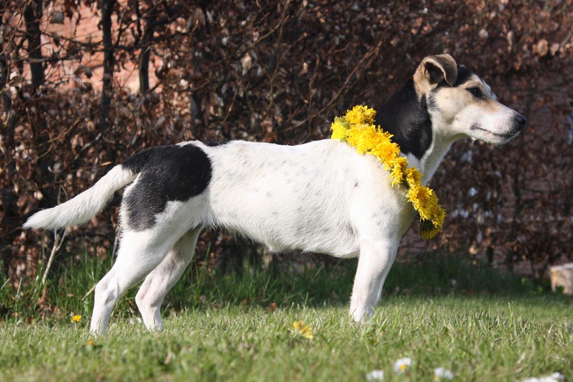 Jack russell terrier My - Så fint kan man stå :)
Maj 2012 billede 17
