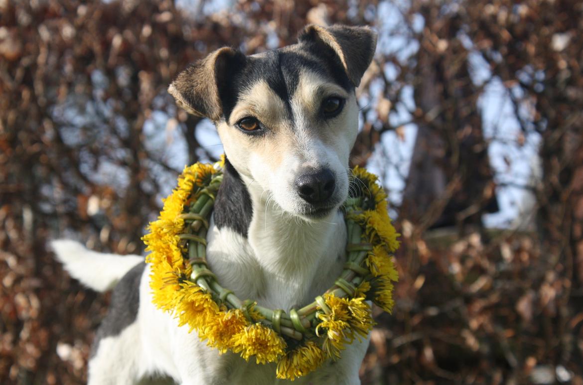Jack russell terrier My - My hørte en sjov lyd :)
Maj 2012 billede 12