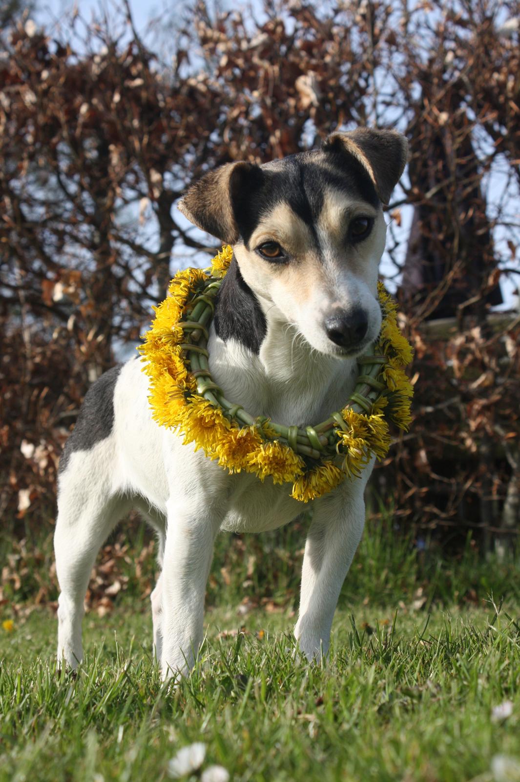 Jack russell terrier My - Tak fordi du kiggede forbi.
- Og kom snart igen :)
Maj 2012 billede 24