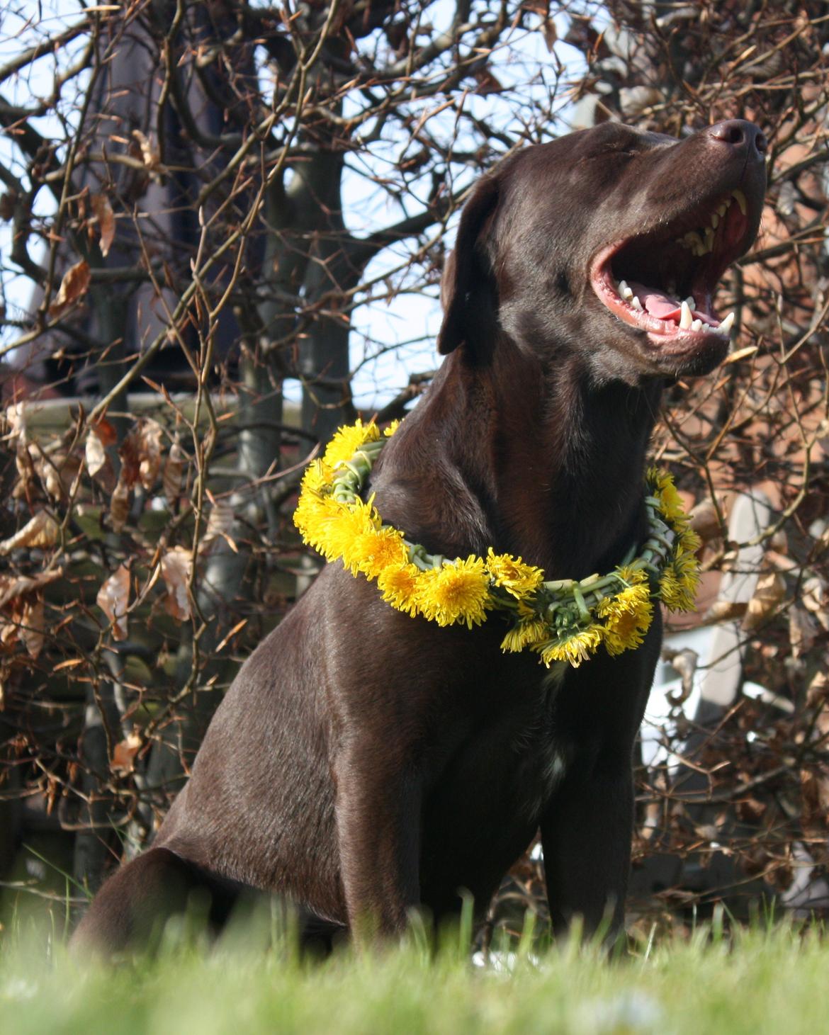 Labrador retriever Nuca - * Gab* 
Tak fordi du kiggede forbi.
- Og kom snart igen :) billede 20