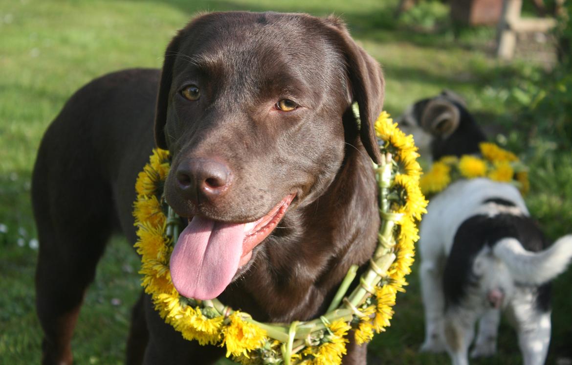 Labrador retriever Nuca - Velkommen til Nuca´s profil :)
Maj 2012 billede 4