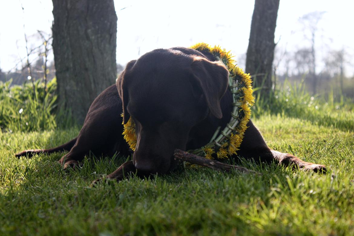 Labrador retriever Nuca - Mmm! Det ben er bare lækkert :)
Maj 2012 billede 19