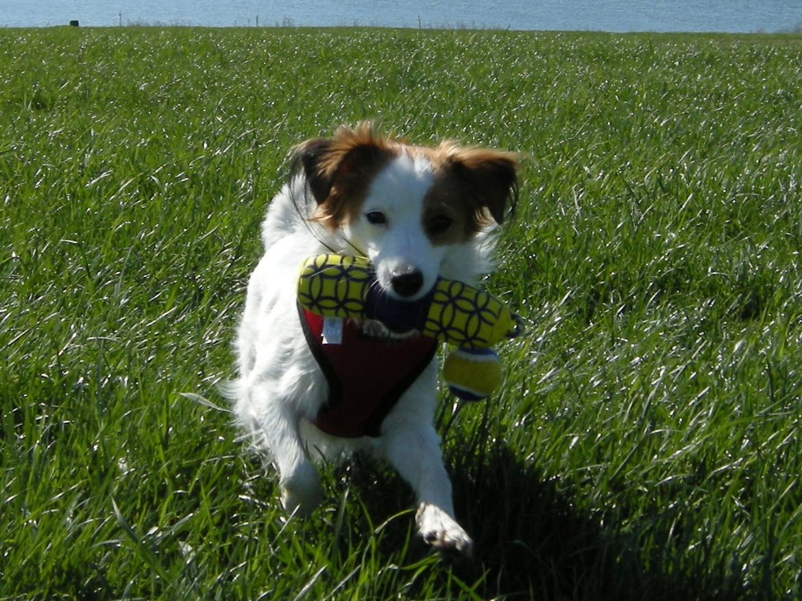 Kooikerhondje Henrikkes Klokkeblomst billede 1