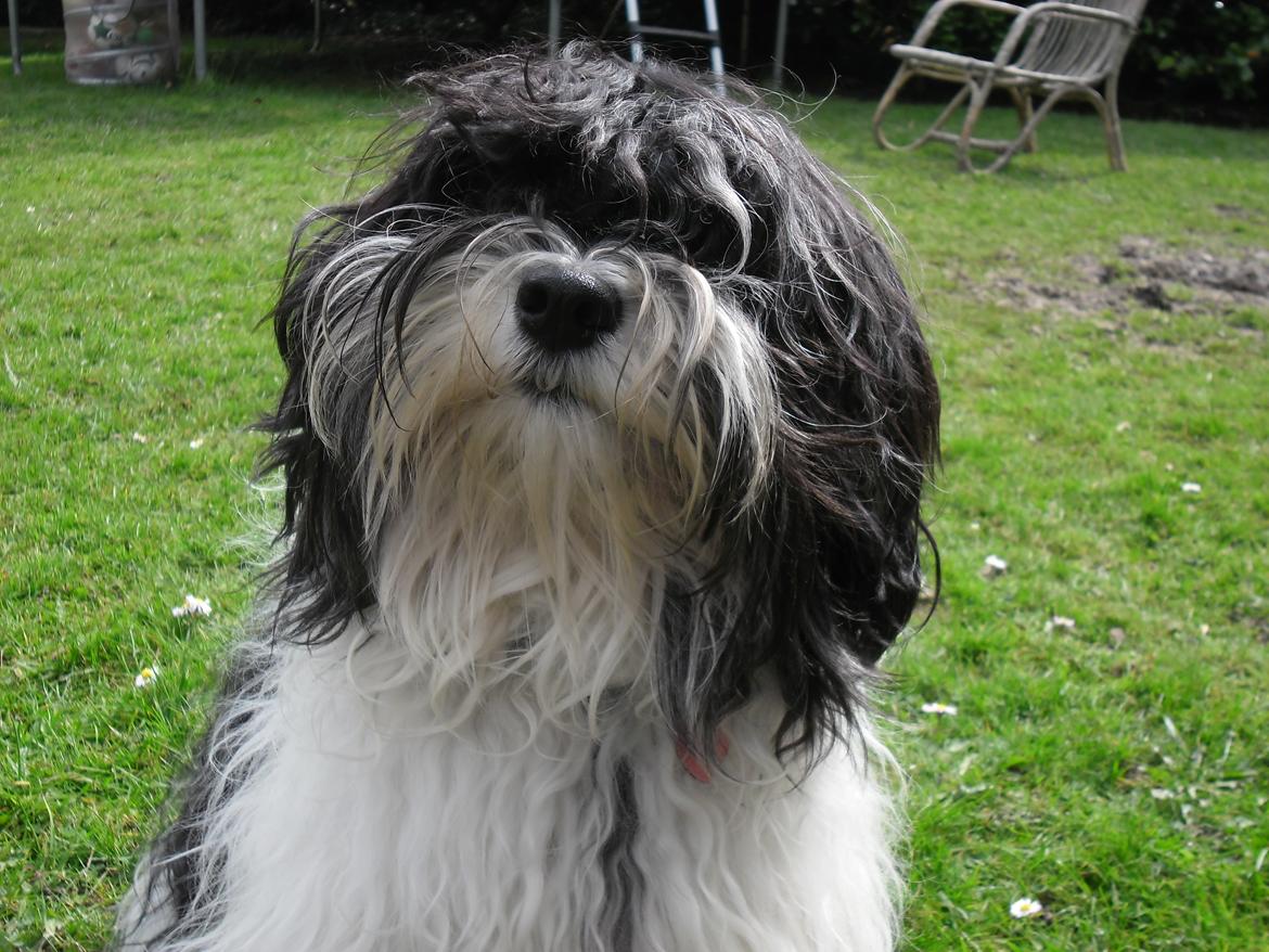 Bichon havanais Muffi - Hej, Muffi ;D billede 10
