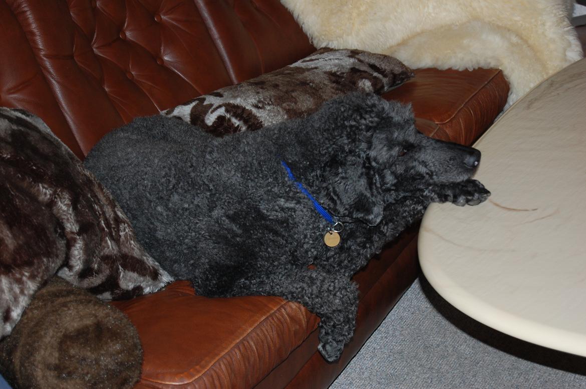 Storpuddel Sonny billede 17