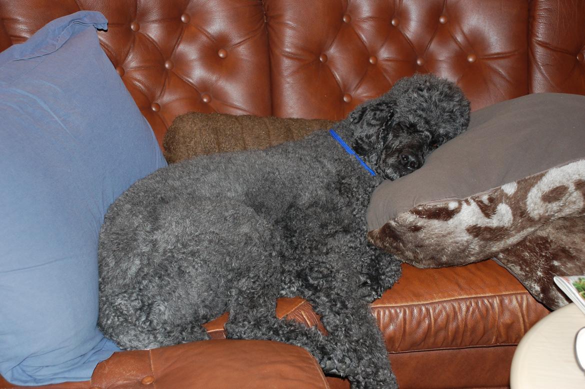 Storpuddel Sonny billede 18