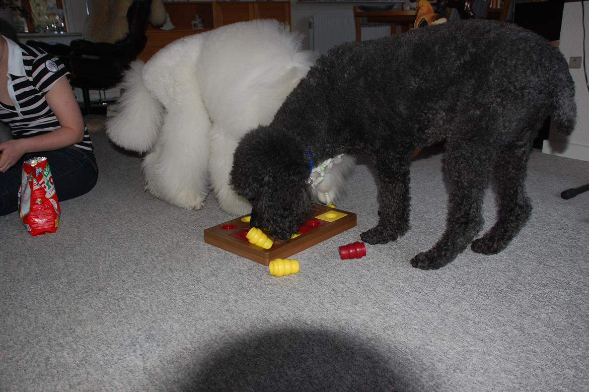 Storpuddel Sonny billede 19