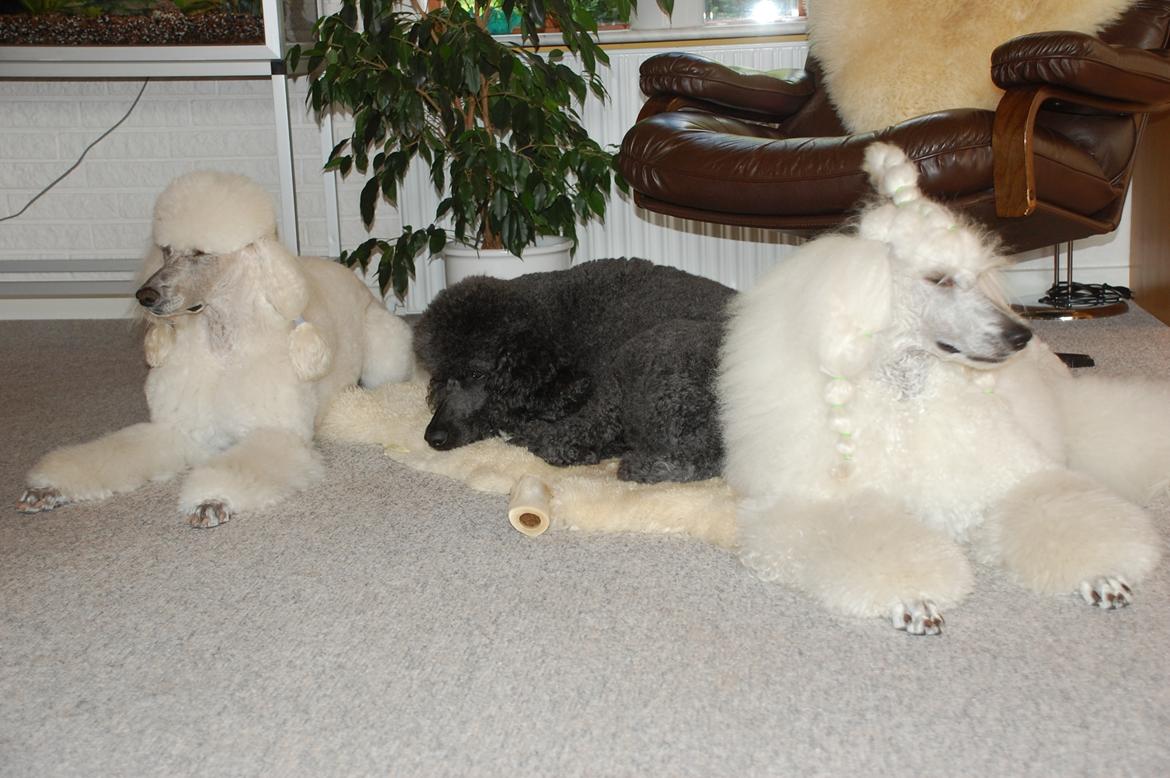 Storpuddel Sonny billede 20