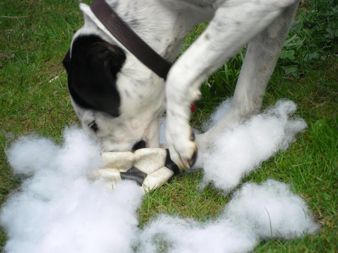 Dansk svensk gaardhund Sniffer [Bedste ven] - Det er sjovt at ødelægge Muffis bold! :D billede 31