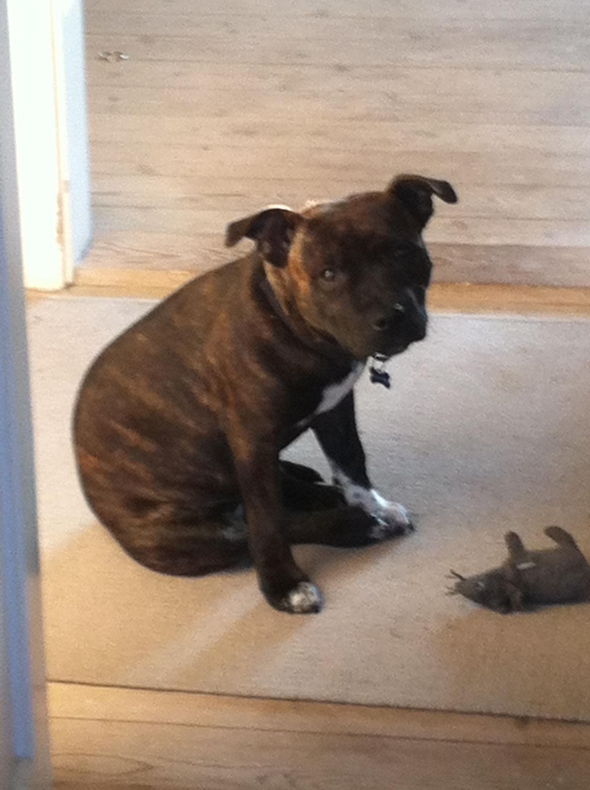 Staffordshire bull terrier Freja billede 1