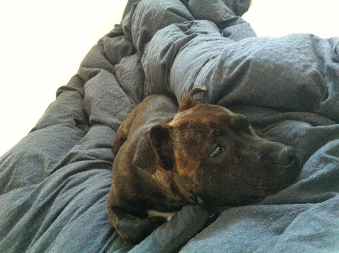 Staffordshire bull terrier Freja billede 13