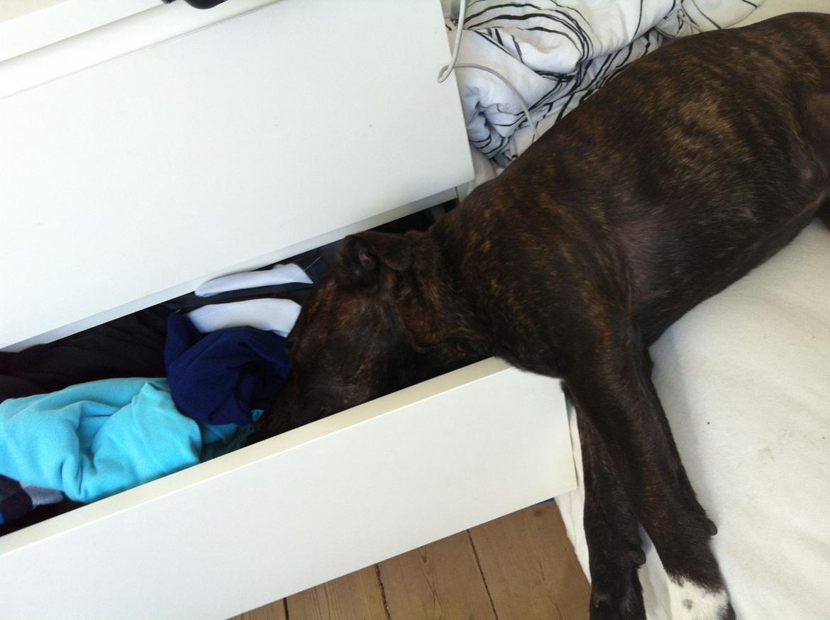 Staffordshire bull terrier Freja billede 14