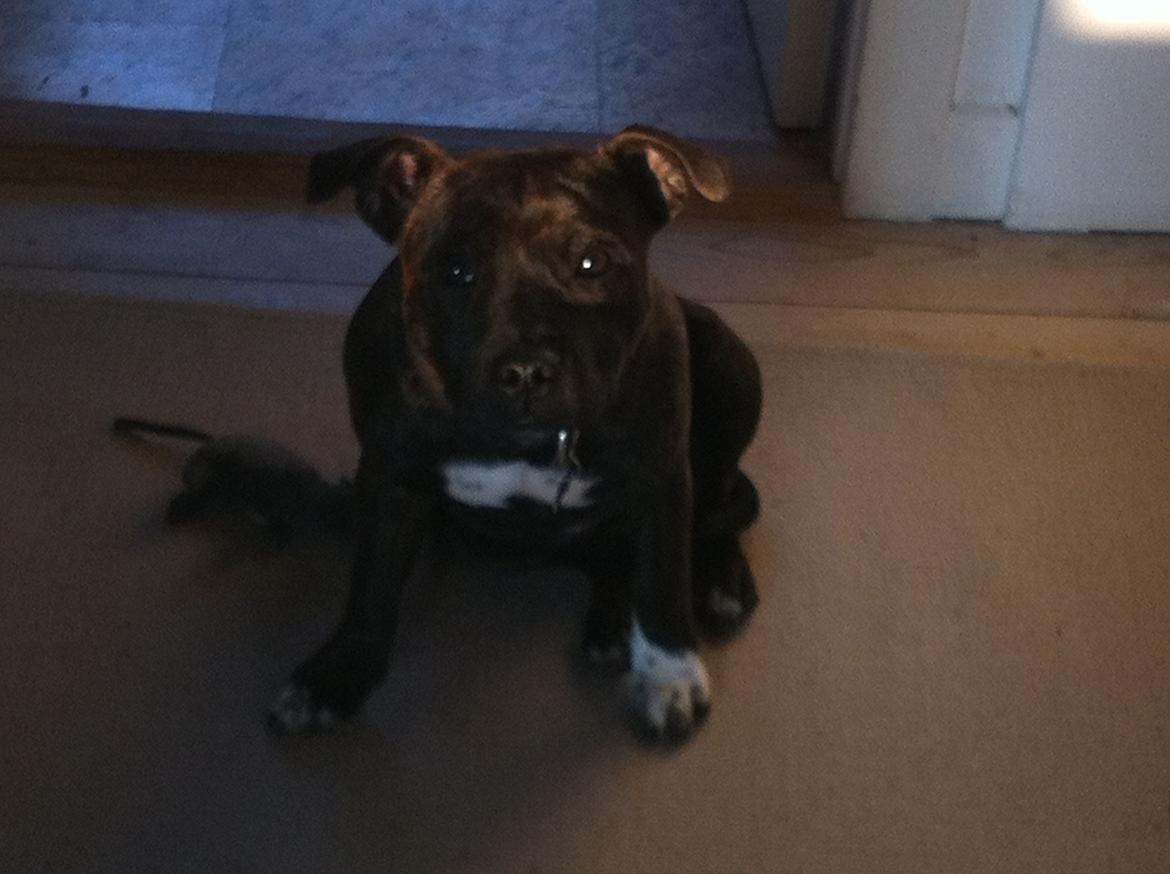 Staffordshire bull terrier Freja billede 15