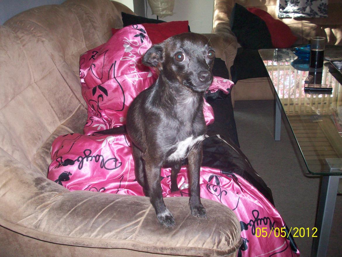 Blanding af racer Qiwi billede 21