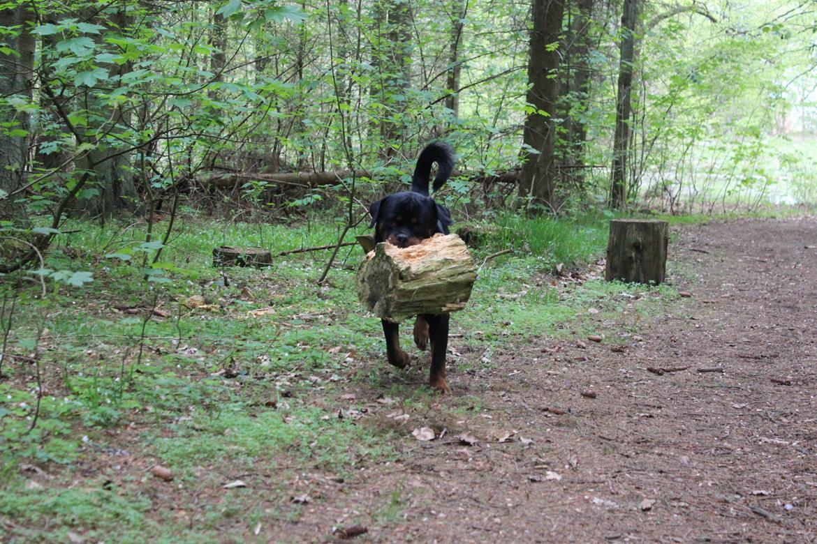 Rottweiler Heitah's Xian billede 3