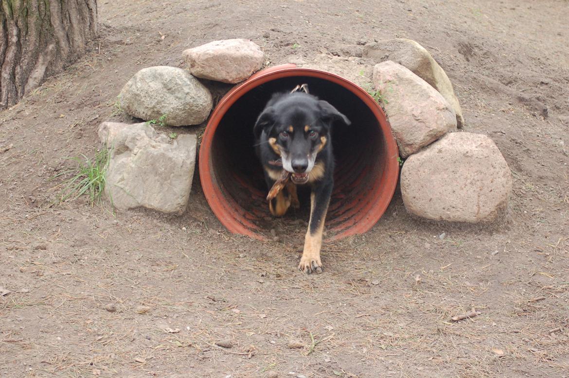 Blanding af racer Kovo <3 billede 17