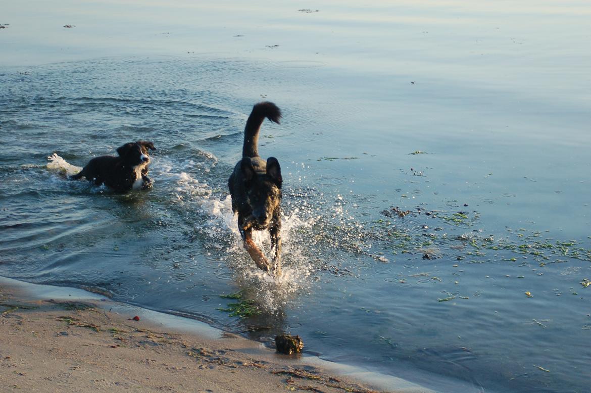 Blanding af racer Kovo <3 billede 18