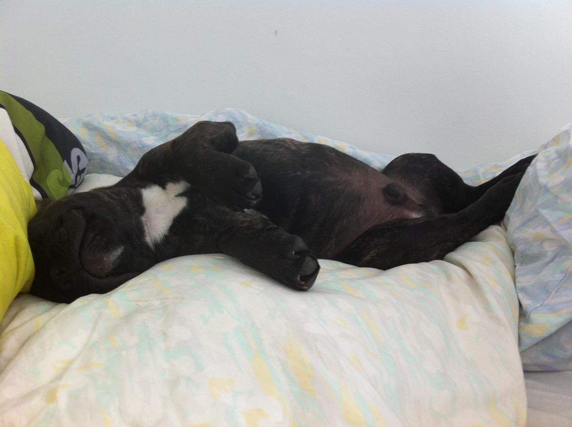 Fransk bulldog Wiufgaard´s Cléo billede 17