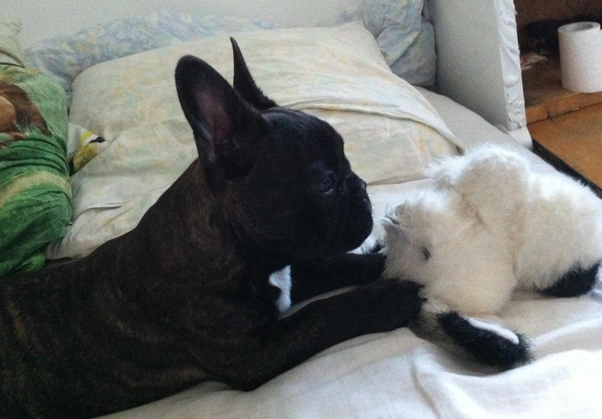 Fransk bulldog Wiufgaard´s Cléo billede 19