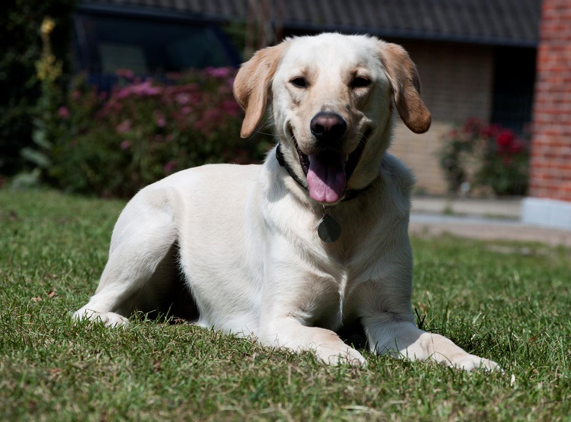 Blanding af racer Rofus - Rofus d. 28 Juli 2011 
Fotograf: Rikke Rysgaard billede 2