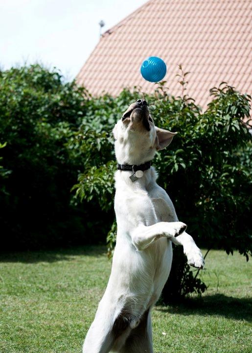 Blanding af racer Rofus - Rofus d. 28 Juli 2011 
Fotograf: Rikke Rysgaard billede 3