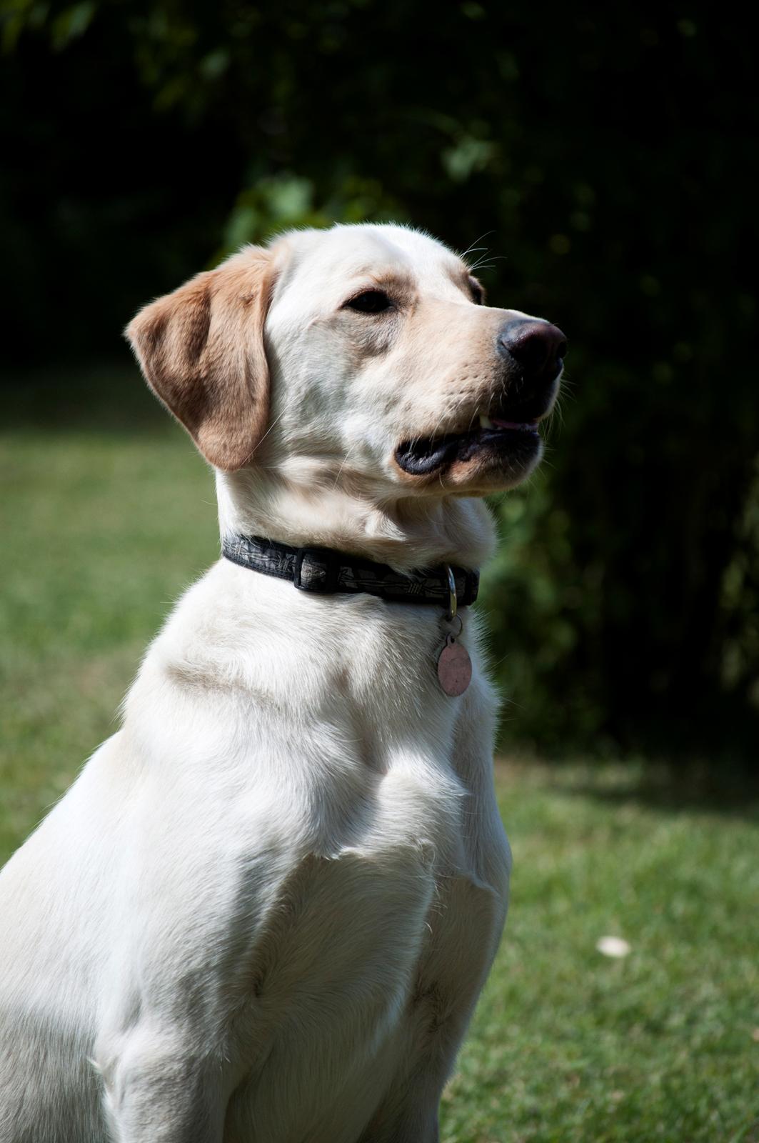Blanding af racer Rofus - Rofus d. 28 Juli 2011 
Fotograf: Rikke Rysgaard billede 4