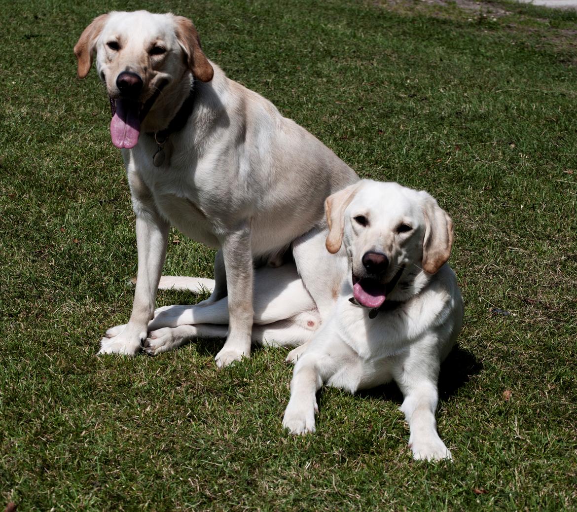 Blanding af racer Rofus - Rofus og Sofus d. 28 Juli 2011 
Fotograf: Rikke Rysgaard billede 5