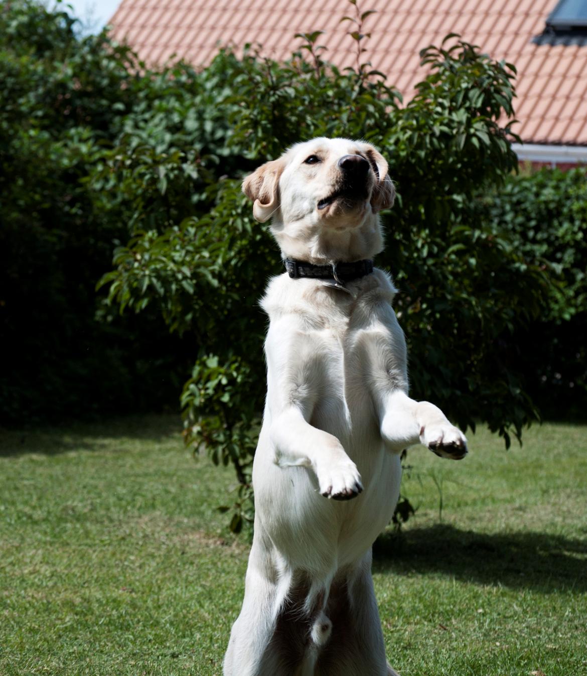 Blanding af racer Rofus - Rofus d. 28 Juli 2011 
Fotograf: Rikke Rysgaard billede 6