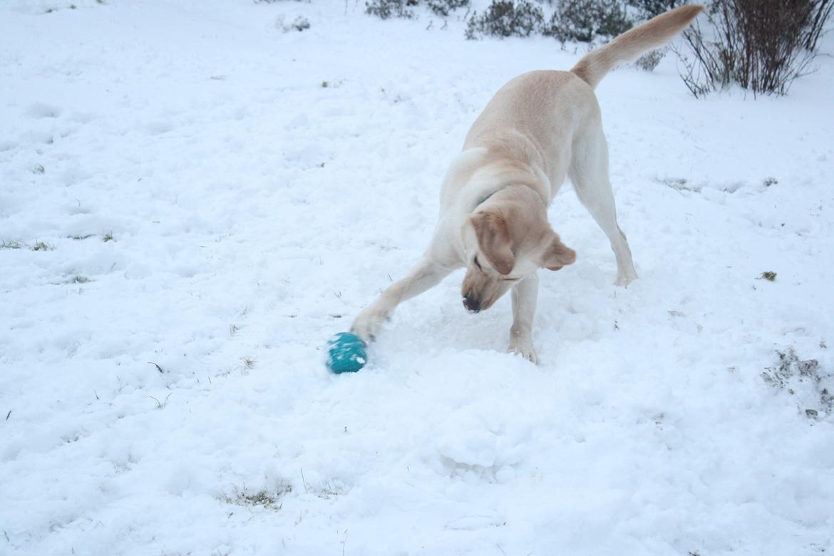 Blanding af racer Rofus - Rofus d. 29 Januar 2012
Fotograf: Bella  billede 7