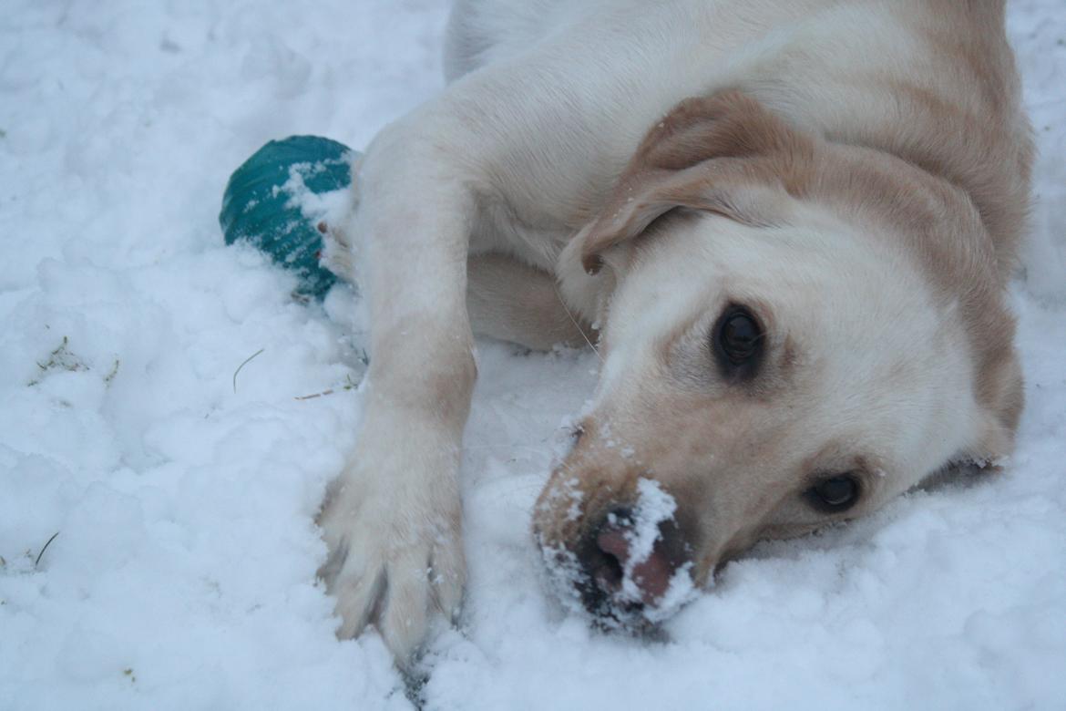Blanding af racer Rofus - Rofus d. 29 Januar 2012
Fotograf: Bella  billede 8