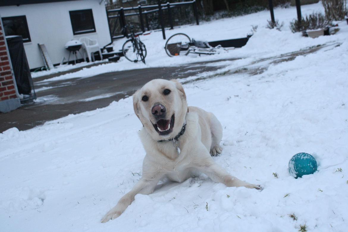 Blanding af racer Rofus - Rofus d. 29 Januar 2012
Fotograf: Bella  billede 9