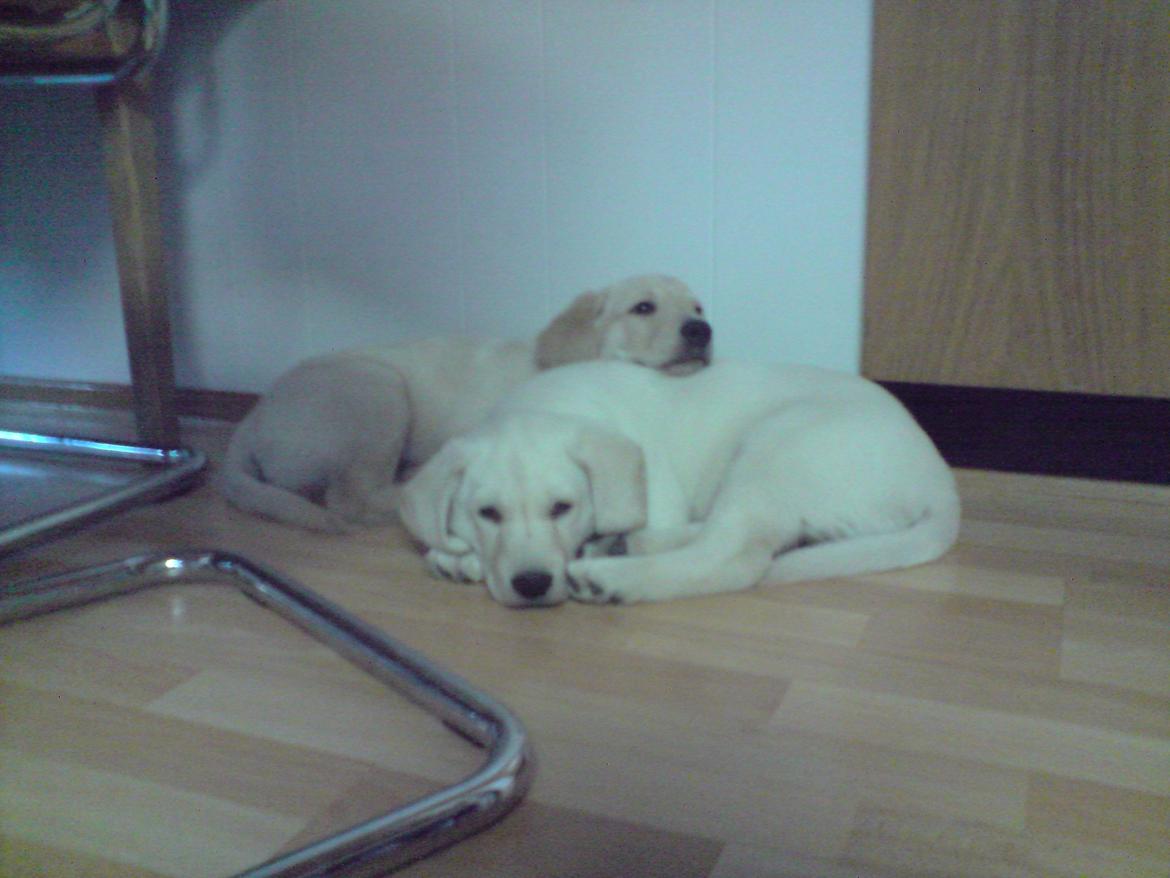 Blanding af racer Rofus - Rofus og Sofus d. 30 September 2009 billede 11