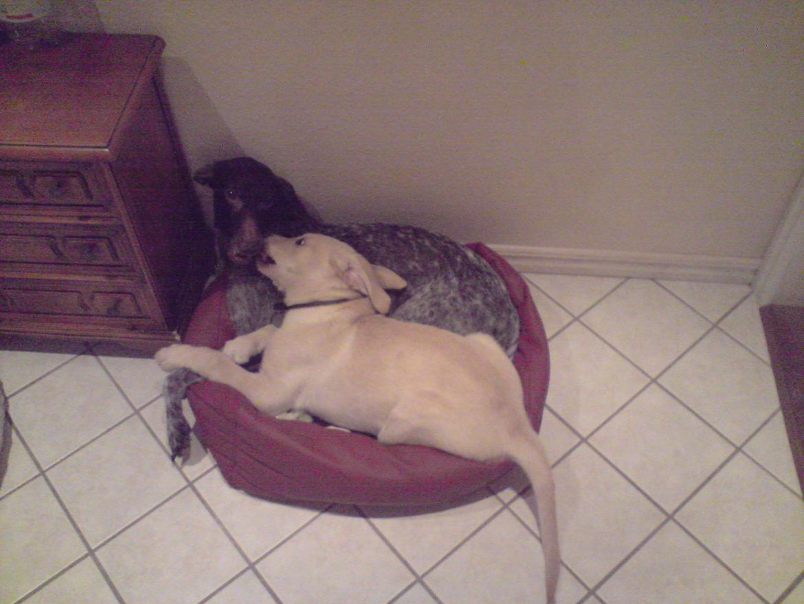 Blanding af racer Rofus - Rofus og Debbie d. 4 December 2009 billede 12