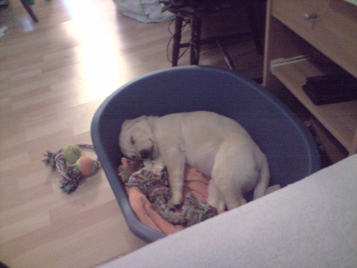 Blanding af racer Rofus - Rofus d. 7 November 2009 billede 13