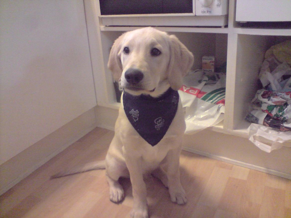 Blanding af racer Rofus - Rofus d. 23 December 2009 billede 14