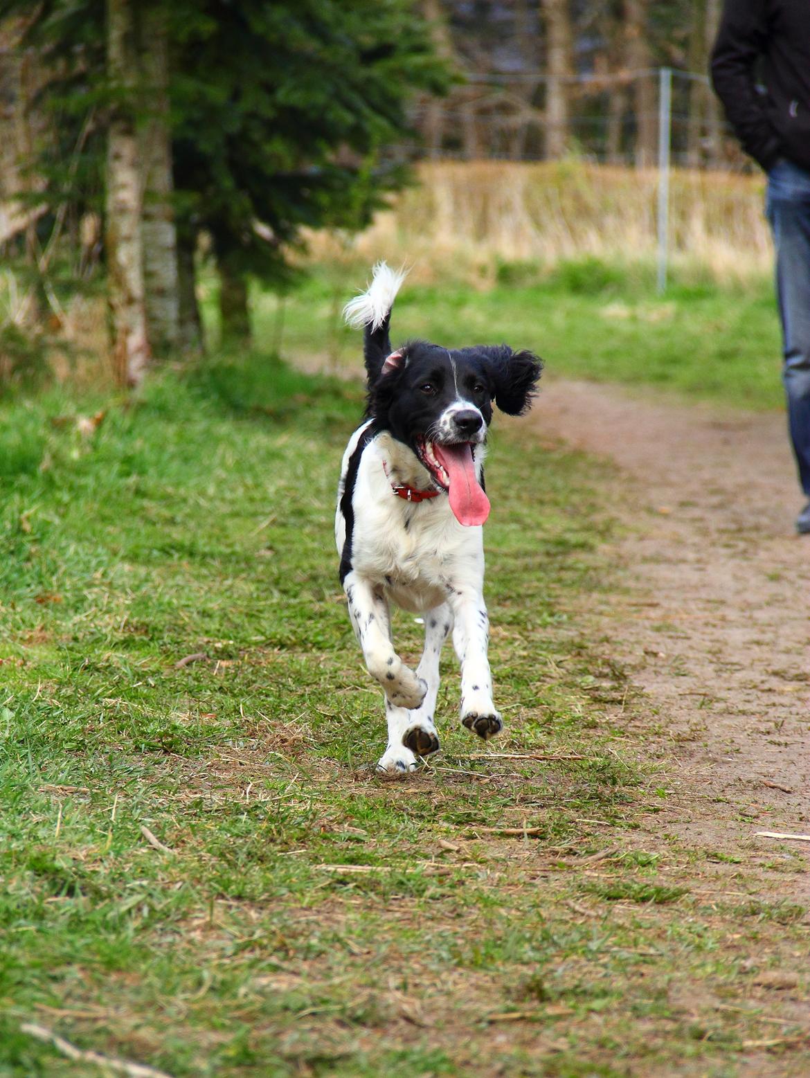 Blanding af racer Enzo - Fuld fart fremad :-D billede 5