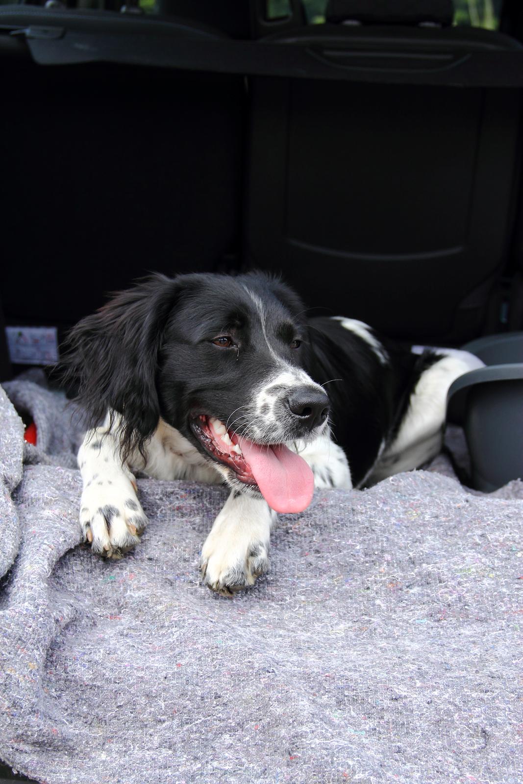 Blanding af racer Enzo - En meget træt Enzo efter en tur i hundeskoven :-) billede 15