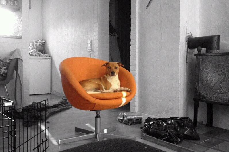 Blanding af racer Magnus billede 1