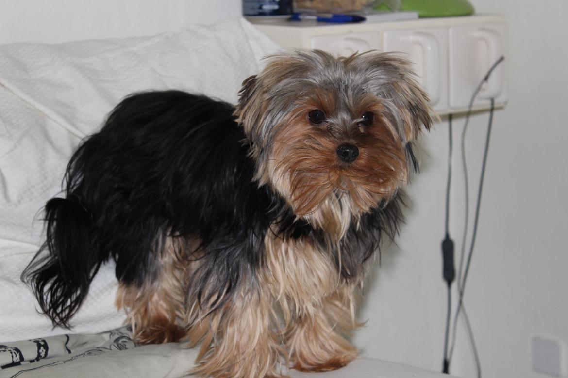 Yorkshire terrier Little Big horns Albert - lille fyr*-: billede 5