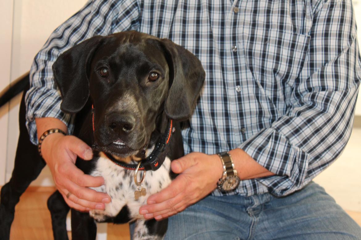 Blanding af racer Alfa billede 3