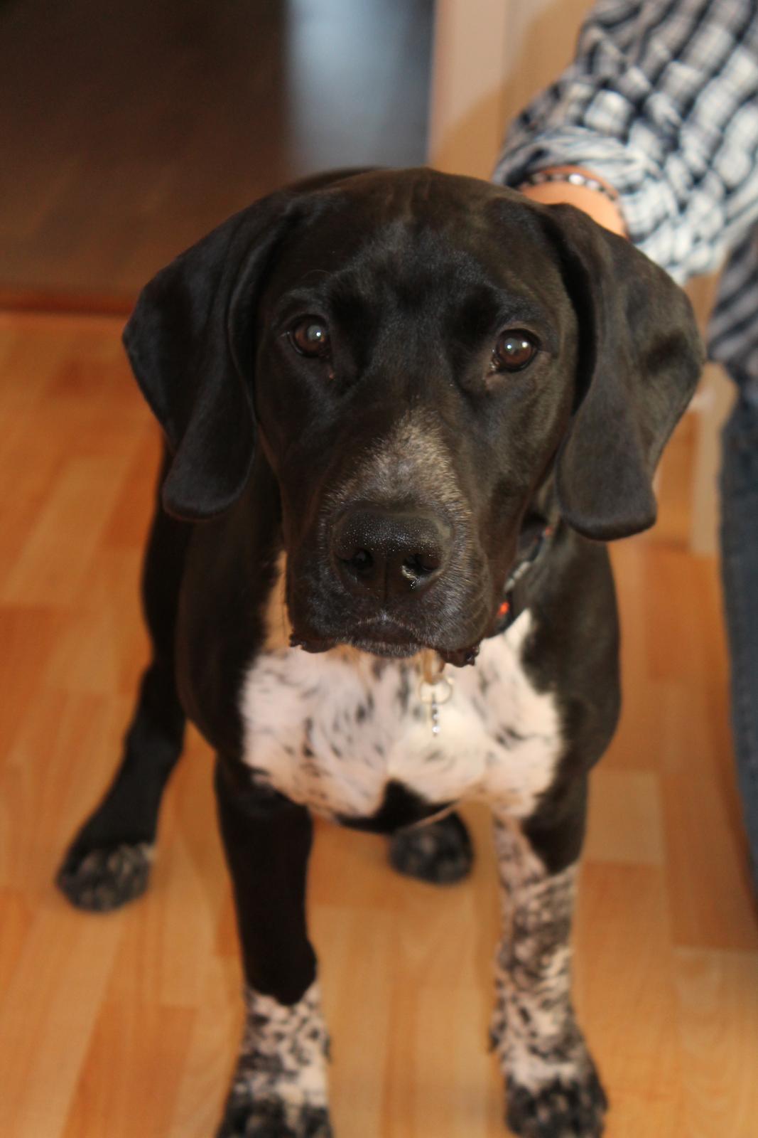 Blanding af racer Alfa billede 11