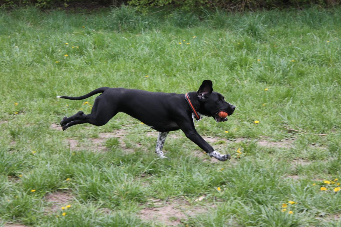 Blanding af racer Alfa billede 4